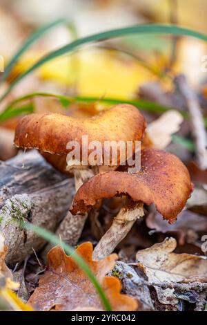 Un paio di funghi Armillaria, fungo al miele che cresce insieme. Sfondo a foglia gialla autunnale. Cappucci a fungo semitondi grandi e irregolari. Autunno Foto Stock