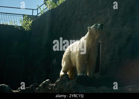 gli orsi polari si urlano a vicenda nello zoo Foto Stock