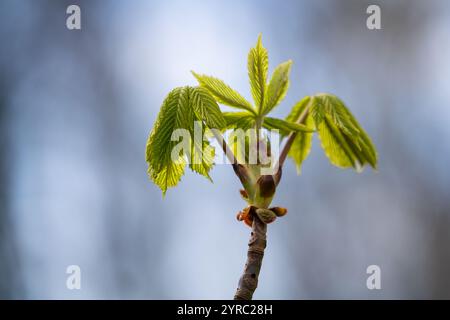 Foglie primaverili del castagno comune (Aesculus hippocastanum). Bocciolo appiccicoso di ippocastano con foglie piegate che si dispiegano, molla. Foto Stock