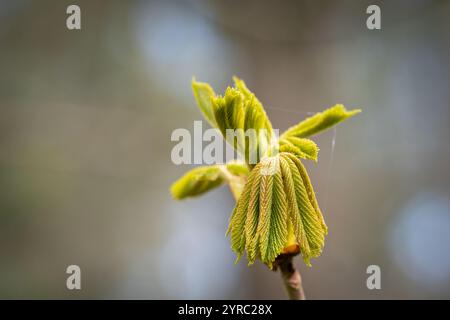 Foglie primaverili del castagno comune (Aesculus hippocastanum). Bocciolo appiccicoso di ippocastano con foglie piegate che si dispiegano, molla. Foto Stock