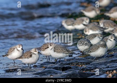 Gregge di cicatrici (Calidris alba) in piumaggio non riproduttivo che riposa sul rifugio dell'alta marea durante l'alta marea nel tardo autunno/inverno Foto Stock