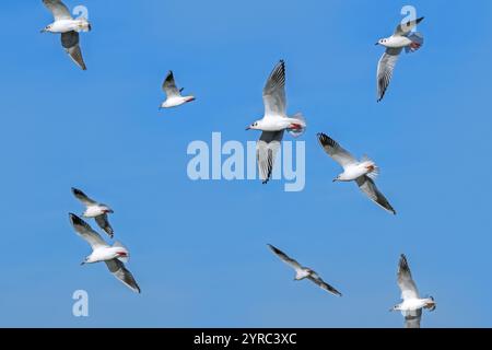 Gregge di gabbiani dalla testa nera (Chroicocephalus ridibundus) gabbiani in piumaggio non riproduttivo in volo contro il cielo blu nel tardo autunno/inverno Foto Stock