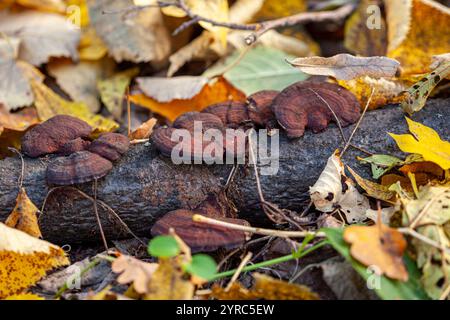 Funghi Reishi che crescono nelle foreste naturali, germinano in molti alberi e sono allineati su tutti i tronchi. Foto Stock