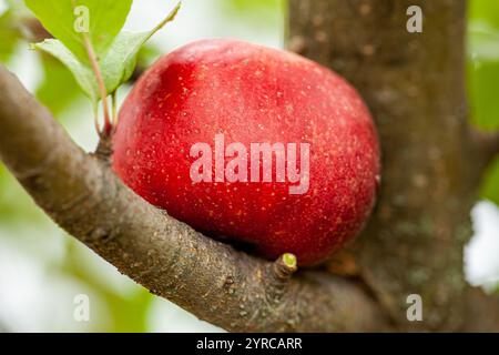 Una mela rossa su un ramo d'albero nel giardino. Raccolto in autunno. Agricoltura, alberi da frutto Foto Stock