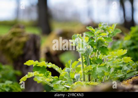 La maggiore celandina (Chelidonium majus) germoglia in primavera sullo sfondo naturale. Giovani gemme di chelandina più grandi. Pianta tossica utilizzata in erboristeria. Foto Stock