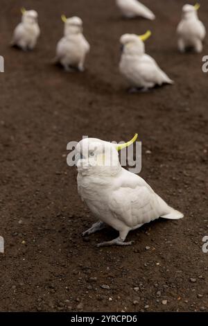 Un gruppo di Cockatoos zolfo-Crested che si nutrono sul terreno in Australia. Le loro impressionanti piume bianche e le creste gialle si distinguono contro la terra Foto Stock