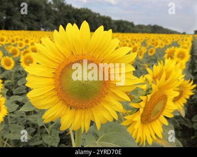 Primo piano della testa di girasole dorata. Sullo sfondo campo di girasole, foresta e cielo blu. Paesaggio meraviglioso. Foto Stock