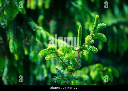 Primo piano di un ramo di Picea abies, noto anche come abete rosso norvegese o abete rosso europeo spesso piantato per l'albero di Natale Foto Stock