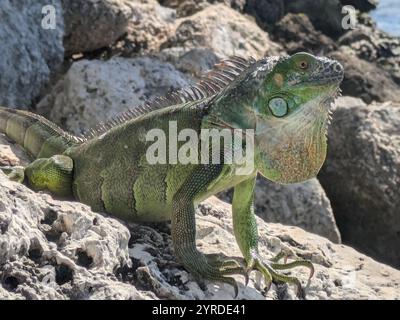 Iguana verde su una roccia Foto Stock