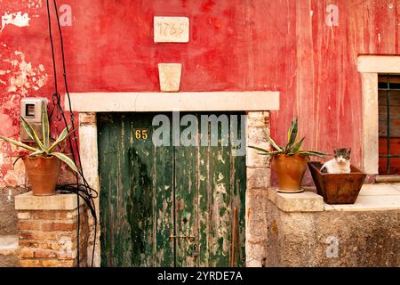 Un gatto carino siede in una piantatrice di fronte a un vecchio edificio a Corfù, in Grecia Foto Stock