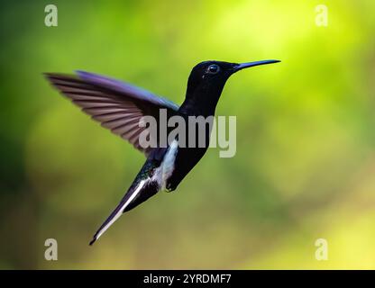 Un colibrì giacobino nero (Florisuga fusca) in volo. São Paolo, Brasile. Foto Stock