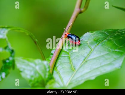 Un colorato coleottero della foglia (Lema apicalis) su una foglia verde. Intervales State Park, São Paulo, Brasile. Foto Stock