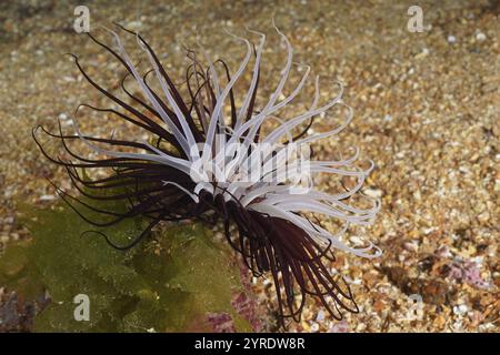 Una rosa cilindrica bianca-marrone (Cerianthus membranaceus) su un fondale sabbioso, sito di immersione Wreck le Vapeur, penisola di Giens, Provence Alpes Cote d'Azur, Fran Foto Stock