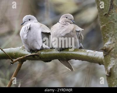 Doves con colletto (Streptopelia decaocto), coppia seduta sul ramo d'albero, isola di Texel, Olanda Foto Stock