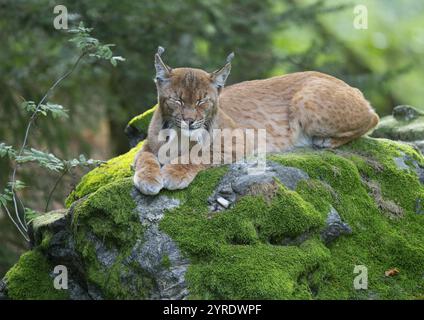 Lince eurasiatica (lince Lynx) adagiata su una roccia coperta di muschio nella foresta e nel sonno, Germania, Europa Foto Stock