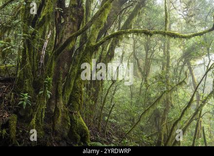 Alberi di alloro con muschi e licheni nella foresta nuvolosa. Il tempo di Foggy. Parco nazionale di Garajonay, la Gomera, Isole Canarie, Spagna, Europa Foto Stock