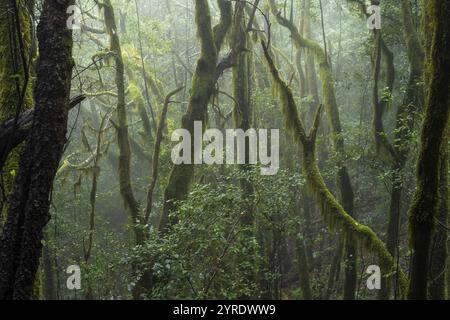 Alberi di alloro con muschi e licheni nella foresta nuvolosa. Il tempo di Foggy. Parco nazionale di Garajonay, la Gomera, Isole Canarie, Spagna, Europa Foto Stock