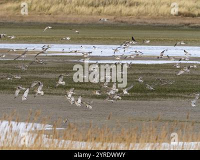 Curlew eurasiatica (Numenius arquata), stormo in volo nel tardo inverno, in procinto di atterrare nella riserva naturale di Mokbaai, sull'isola di Texel, Olanda Foto Stock