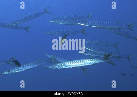 Un branco di barracuda (Sphyraena sphyraena) che nuotano in mare aperto, sito di immersioni sec de la Jeaune Garde, penisola di Giens, Provenza Alpi Costa Azzurra, Foto Stock