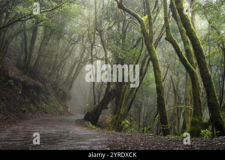 Sentiero escursionistico nella foresta pluviale. Alberi di alloro con muschio e lichene. Il tempo di Foggy. Parco nazionale di Garajonay, la Gomera, Isole Canarie, Spagna, Europa Foto Stock