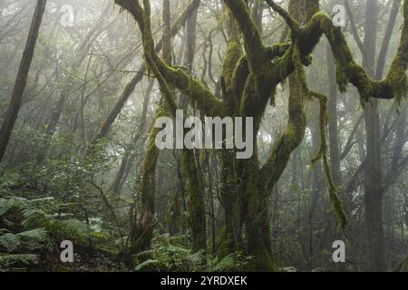 Alberi di alloro con muschi e licheni nella foresta nuvolosa. Il tempo di Foggy. Parco nazionale di Garajonay, la Gomera, Isole Canarie, Spagna, Europa Foto Stock