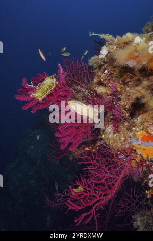 Capsula di uovo di grande squalo maculato (Scyliorhinus stellaris) attaccata alla frusta violescente (Paramuricea clavata) con polipi aperti e piccoli pesci Foto Stock