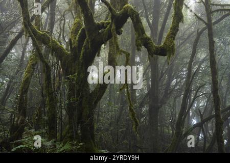 Alberi di alloro con muschi e licheni nella foresta nuvolosa. Il tempo di Foggy. Parco nazionale di Garajonay, la Gomera, Isole Canarie, Spagna, Europa Foto Stock