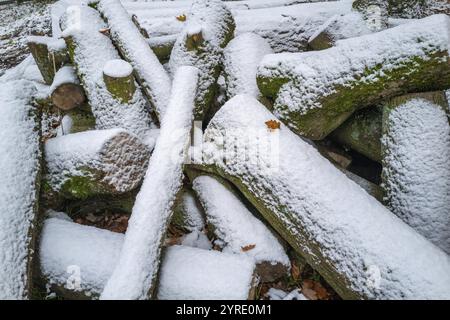 Pila di legna da ardere nella foresta in inverno con neve Foto Stock