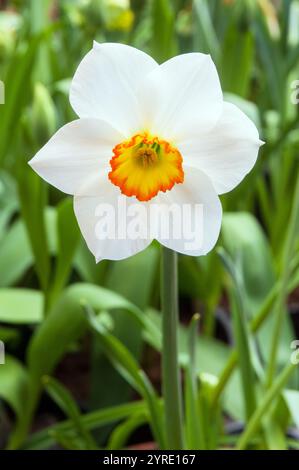 Primo piano del singolo Narcissus Kimmeridge in primavera. Si tratta di un narciso bianco giallo e arancione di divisione 3 piccolo e di una perenne decidua Foto Stock
