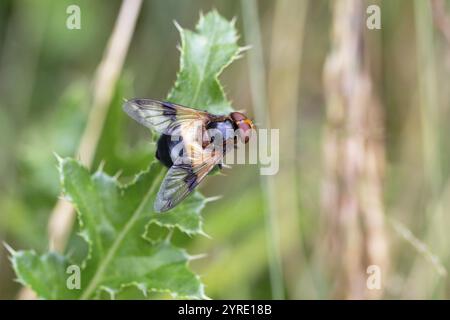 Pellucid Fly (Volucella pellucens), seduto su una foglia, Renania settentrionale-Vestfalia, Germania, Europa Foto Stock