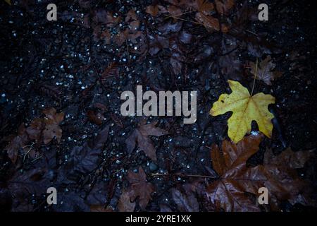 Armstrong Redwoods è un piccolo stand di sequoie appena a nord di Guerneville, California. Foto Stock