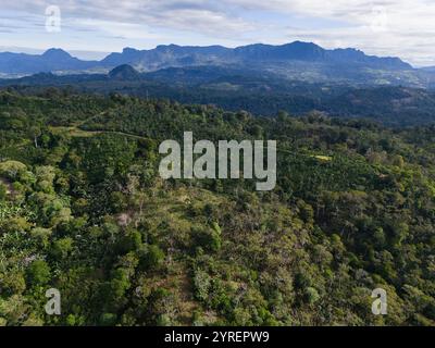 Ampio terreno verdeggiante caratterizzato da fitte fogliame e colline ondulate sotto la valle con montagne in lontananza. Foto Stock