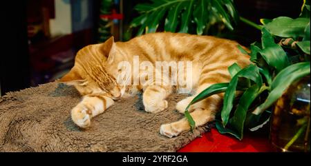 Un enorme gatto dello zenzero dorme su un tavolo rosso sotto foglie di piante verdi Foto Stock