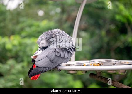 Uccello pappagallo grigio del Congo, prosciugamento, santuario degli uccelli di Mandai, fauna selvatica delle piume di uccelli, destinazione turistica per le vacanze Foto Stock