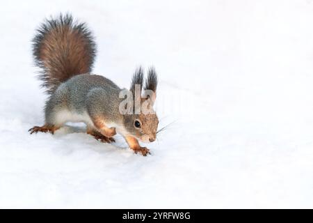 scoiattolo rosso sulla neve nel parco invernale in cerca di cibo. Foto Stock