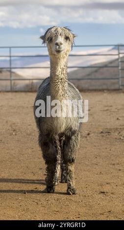 Alpaca guarda la macchina fotografica in una fattoria nel nord della California. Foto Stock