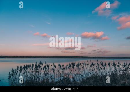 Stormo di uccelli che volano sul lago rybnik al tramonto con nuvole rosa, luna e canne in primo piano, creando una scena serena e pittoresca Foto Stock