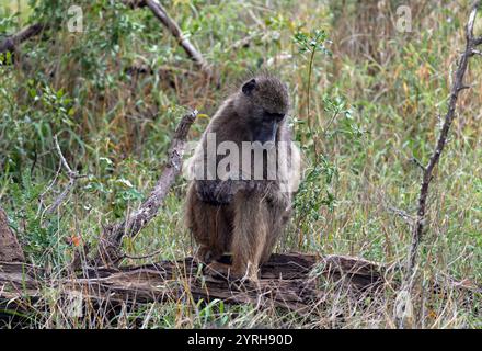 La scimmia triste siede su un tronco di erba. Babbuino Chacma nel Parco Nazionale di Kruger, Sud Africa. Safari a savannah. Habitat naturale degli animali, fauna selvatica, na selvatica Foto Stock