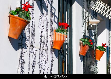 Fila di vasi da fiori di terracotta montati su una parete bianca, ognuno contenente piante verdi con vivaci fiori rossi. Combinazione di fiori rossi, il terracotte Foto Stock