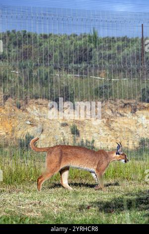 Caracal, grandi gatto passeggiate sul territorio del centro di riabilitazione, zoo di animali in Sud Africa. Detenzione e cura degli animali selvatici in cattività. steppa ly Foto Stock