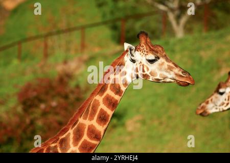 Primo piano delle giraffe all'aperto Foto Stock