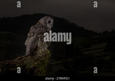 Una Strix aluco, nota come gufo tawny, viene vista appollaiata su un ramo muscoloso di notte lo sfondo scuro mette in risalto le sue caratteristiche, creando un misterioso bancomat Foto Stock