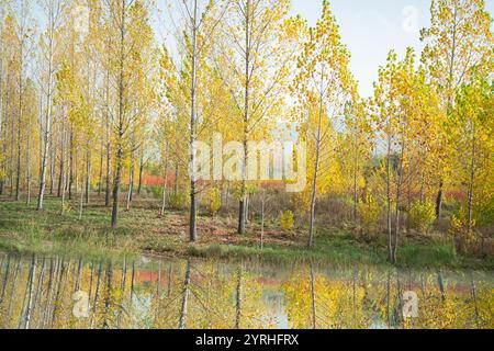 Una tranquilla scena autunnale a Canamares, Cuenca, Spagna, caratterizzata da alberi giallo-dorato riflessi in acque calme, che creano un paesaggio tranquillo e pittoresco Foto Stock