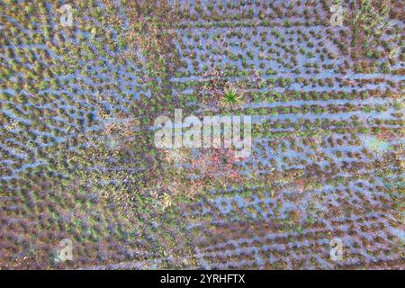 Prospettiva aerea che mostra vibranti campi di vimini con un mosaico di colori naturali catturati a Canamares, Cuenca, Spagna, mettendo in risalto l'agricoltura Foto Stock