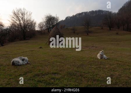 Sereno paesaggio autunnale a Maramures, Romania, caratterizzato da un tradizionale pagliaio e cani da pastore che riposano su una collina erbosa senza fronzoli e una soffice S Foto Stock