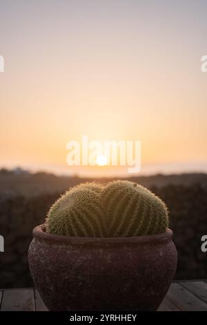 Uno splendido tramonto illumina un Echinocactus grusonii in un vaso rustico, creando un'atmosfera serena e calda che il cactus si distingue contro il morbido, Foto Stock