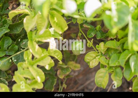 Passiflora caerulea sulla vite circondata da foglie vivaci crogiolate alla luce del sole caldo la superficie liscia del frutto contrasta con il fogliame testurizzato, Foto Stock