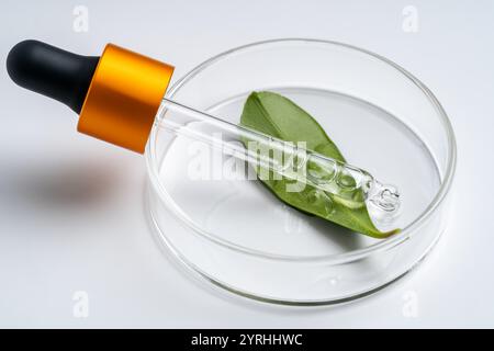 Un contagocce di vetro si trova su una foglia verde all'interno di una piastra di Petri trasparente, posizionata su uno sfondo bianco. L'allestimento evoca temi della scienza naturale An Foto Stock