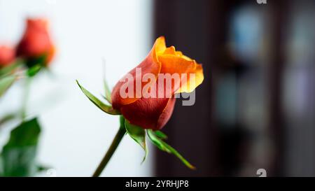 Uno splendido primo piano di una rosa arancione, che mostra delicati petali e colori ricchi su uno sfondo leggermente sfocato, catturando la bellezza naturale e la bellezza Foto Stock