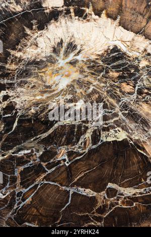 Vista dettagliata della quercia fossilizzata, con motivi intricati e ricche texture, le tonalità naturali evidenziano la bellezza e la complessità formatesi nel cent Foto Stock